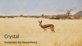  Presentation with africa safari - Slides having springbuck in etosha national park background and a coral colored foreground
