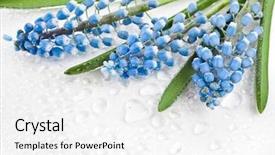  Presentation with water springs - Amazing slide set having springs card surface of flowers muscari with water drops isolated on white background backdrop and a white colored foreground