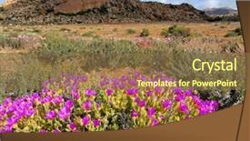  Presentation with south africa - Amazing theme having springs desert - landscape with wild flowers drosanthemum backdrop and a tawny brown colored foreground