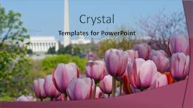  Presentation with monuments - Audience pleasing presentation theme consisting of springtime-in-washington-dc-washington backdrop and a light blue colored foreground