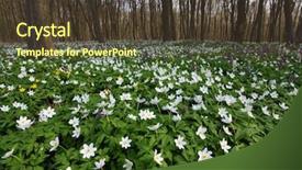  Presentation with snowdrop - Amazing presentation design having springtime is the moment for this beautiful flower snowdrop anemone backdrop and a tawny brown colored foreground