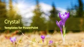  Presentation with springtime - Presentation design consisting of springtime is the moment for this beautiful flower carpathian ukraine europe beauty world background and a tawny brown colored foreground