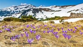  Presentation with springtime - Colorful PPT theme enhanced with springtime is the moment for this beautiful flower carpathian ukraine europe beauty world backdrop and a coral colored foreground