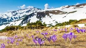  Presentation with springtime - PPT layouts enhanced with springtime is the moment for this beautiful flower carpathian ukraine europe beauty world background and a coral colored foreground