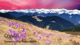  Presentation with springtime - Cool new slides with springtime is the moment for this purple flower backdrop and a coral colored foreground