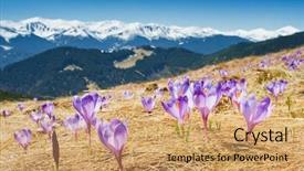  Presentation with springtime - Presentation consisting of springtime is the moment for this purple flower background and a yellow colored foreground