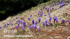  Presentation with springtime - PPT theme with springtime is the moment for this purple flower background and a coral colored foreground