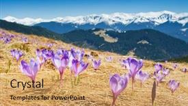  Presentation with springtime - Theme featuring springtime is the moment for this purple flower background and a yellow colored foreground