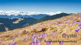  Presentation with springtime - Presentation theme with springtime is the moment for this purple flower background and a coral colored foreground