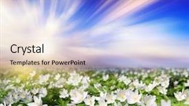  Presentation with springtime - Beautiful presentation theme featuring springtime is the moment for this purple flower backdrop and a lemonade colored foreground