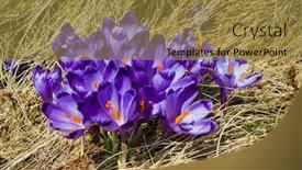  Presentation with springtime - Amazing presentation theme having springtime is the moment for this purple flower backdrop and a gold colored foreground