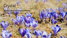  Presentation with springtime - Theme consisting of springtime is the moment for this beautiful flower background and a coral colored foreground