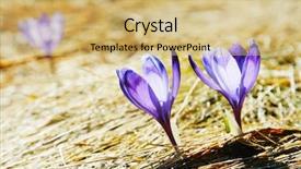  Presentation with springtime - PPT layouts with springtime is the moment for this beautiful flower background and a yellow colored foreground