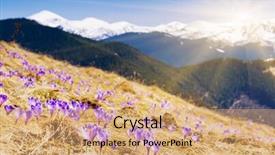  Presentation with springtime - Beautiful PPT layouts featuring springtime is the moment for this beautiful flower backdrop and a coral colored foreground