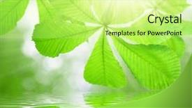  Presentation with springtime - Audience pleasing PPT theme consisting of green leaf wave - springtime sunlight shining through horse backdrop and a soft green colored foreground