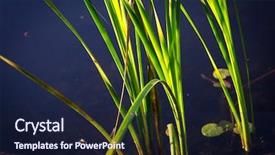  Presentation with green lake - Cool new PPT layouts with sprout in blue lake water backdrop and a wine colored foreground