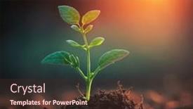  Presentation with sprout - Presentation theme featuring sprout-of-a-green-plant background and a tawny brown colored foreground