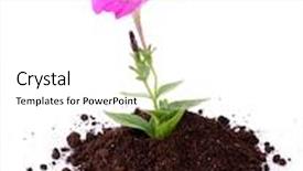  Presentation with sprout - Presentation having sprout of flower on a white background background and a white colored foreground