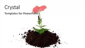  Presentation with sprout - Audience pleasing slides consisting of sprout of flower on a white background backdrop and a white colored foreground