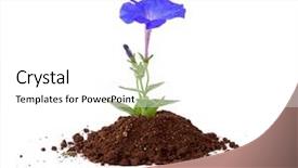  Presentation with sprout - Presentation theme having sprout of flower on a white background background and a white colored foreground