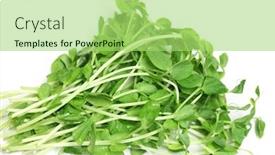  Presentation with sprout - Presentation theme featuring sprout of sweet pea lathyrus edible vegetable background and a mint green colored foreground