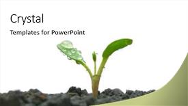  Presentation with sprout - Cool new presentation theme with new shoot - sprout on the white background backdrop and a white colored foreground