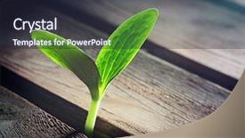  Presentation with floor - Presentation design featuring sprout sprouting across the wooden background and a wine colored foreground