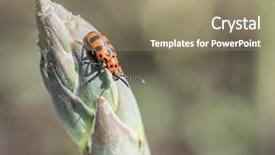  Presentation with asparagus - Colorful slide set enhanced with sprout top the main pest backdrop and a coral colored foreground