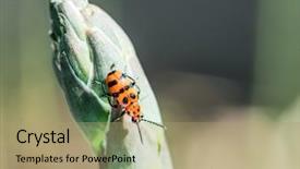  Presentation with asparagus - Colorful slide set enhanced with sprout top the main pest backdrop and a coral colored foreground