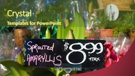  Presentation with rainbow gay pride sign - Audience pleasing PPT theme consisting of sprouted amaryllis 8 99 sign backdrop and a tawny brown colored foreground