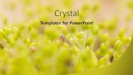  Presentation with gardening the seed - Slide deck having sprouted-chia-seed-at-home background and a yellow colored foreground