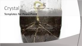  Presentation with seed - Theme featuring sprouted-grain-from-bean-sprouted background and a white colored foreground