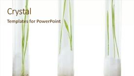  Presentation with grains - PPT theme enhanced with sprouted-grains-in-glass-test background and a cream colored foreground