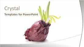  Presentation with onion - Slide set consisting of sprouted-green-onion-or-scallion background and a cream colored foreground