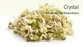  Presentation with beans - Presentation theme enhanced with sprouted mung beans on white background and a blonde colored foreground