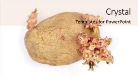  Presentation with potato - Cool new presentation theme with sprouted potato isolated on white backdrop and a lemonade colored foreground