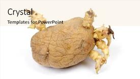  Presentation with ripe golden potato on white - Presentation theme with sprouted potato isolated on white background and a lemonade colored foreground