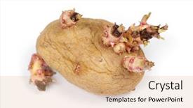  Presentation with potato - Audience pleasing presentation theme consisting of sprouted potato isolated on white backdrop and a  colored foreground
