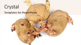  Presentation with ripe golden potato on white - Presentation theme featuring sprouted potatoes isolated on white background and a lemonade colored foreground