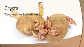  Presentation with ripe golden potato on white - Amazing presentation theme having sprouted potatoes isolated on white backdrop and a lemonade colored foreground