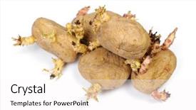  Presentation with ripe golden potato on white - Colorful PPT theme enhanced with sprouted potatoes isolated on white backdrop and a  colored foreground