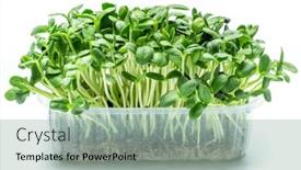  Presentation with benefit - Amazing slide deck having sprouted-seeds-of-sunflower-isolated backdrop and a mint green colored foreground