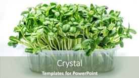  Presentation with health benefit - Colorful slide set enhanced with sprouted-seeds-of-sunflower-isolated backdrop and a seafoam green colored foreground