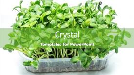 Presentation with health benefit - Slide deck having sprouted-seeds-of-sunflower-isolated background and a shamrock green colored foreground