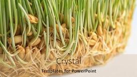  Presentation with seeds - Amazing theme having sprouted wheat grass seeds closeup backdrop and a yellow colored foreground