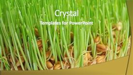  Presentation with seed germination - Theme with sprouted wheat seeds closeup background and a shamrock green colored foreground