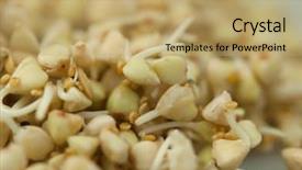  Presentation with healthy diet organic food - Theme enhanced with sprouting - sprouts of green buckwheat background and a coral colored foreground