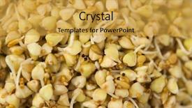  Presentation with vegan vegetarian diet - Amazing PPT layouts having sprouting - sprouts of green buckwheat backdrop and a yellow colored foreground