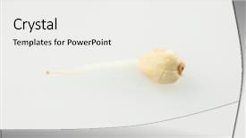  Presentation with vegan vegetarian diet - PPT layouts with sprouting - sprouts of green buckwheat background and a white colored foreground