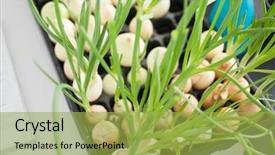  Presentation with plastic container - Slide deck enhanced with sprouting green onions in plastic background and a yellow colored foreground